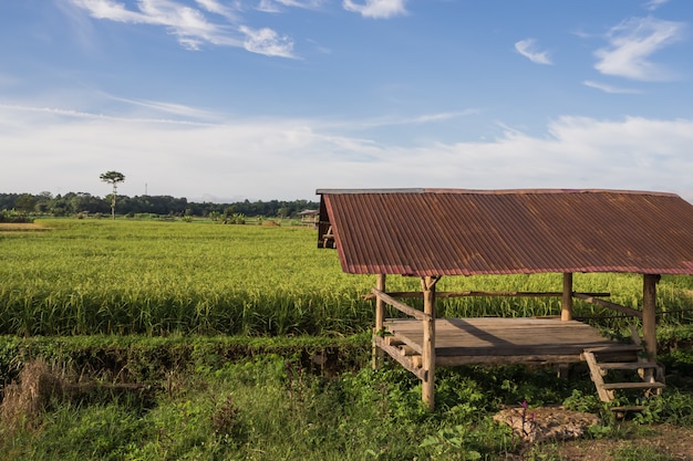 Foto arroz paddy, campo, em, tailandia