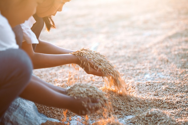 Arroz Paddy en mano de niño en el campo de cosecha de arroz