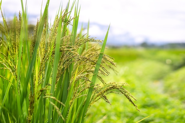 Arroz paddy orgánico Ciérrese para arriba de la oreja del arroz en la plantación en el fondo de la mañana.