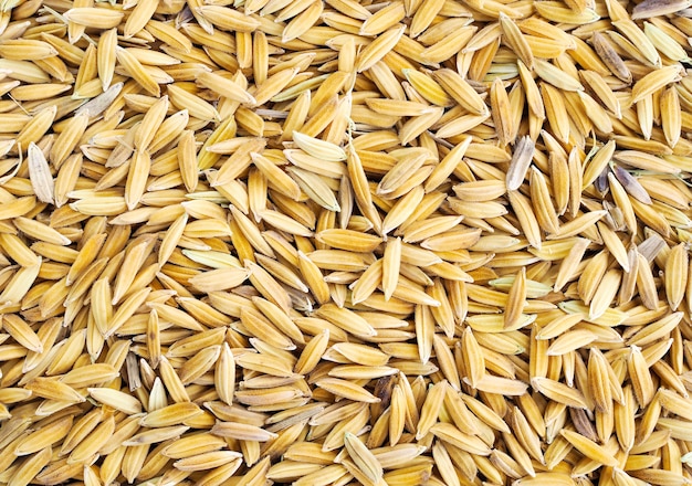 Arroz paddy sementes natureza textura