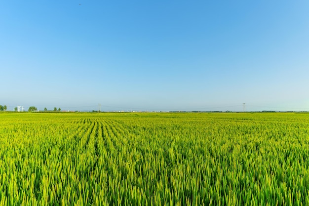 Arroz plantado em grande escala em Agosto no Nordeste da China