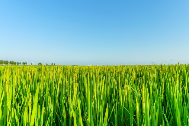 Arroz plantado em grande escala em Agosto no Nordeste da China