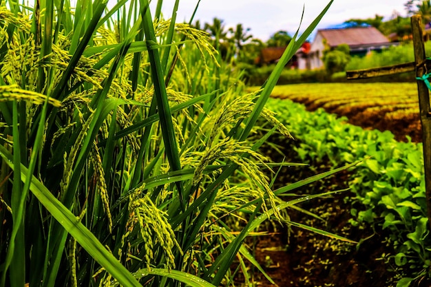 Arroz que crece en campos de arroz