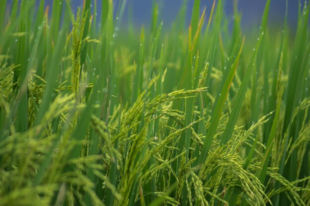 Arroz que ha comenzado a contener y está verde en una mañana soleada en Indonesia