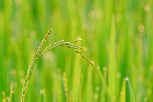 Arroz semeando na natureza