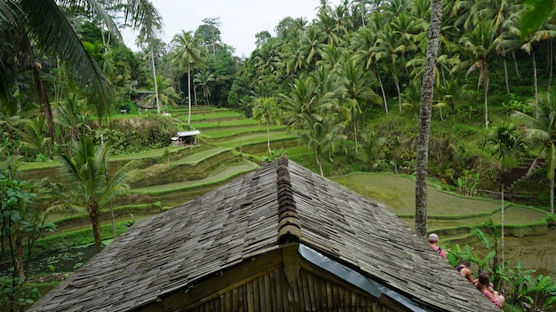 Arroz, terraço, campos, ubud, bali