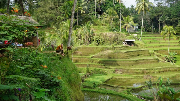 Foto arroz, terraço, campos, ubud, bali