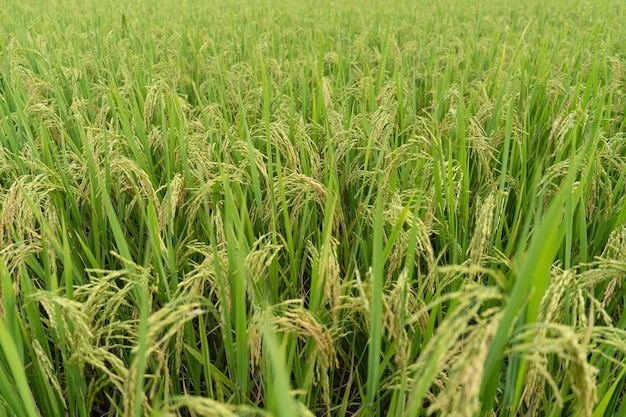 El arroz verde del campo de arroz en terrazas está creciendo en el fondo del campo