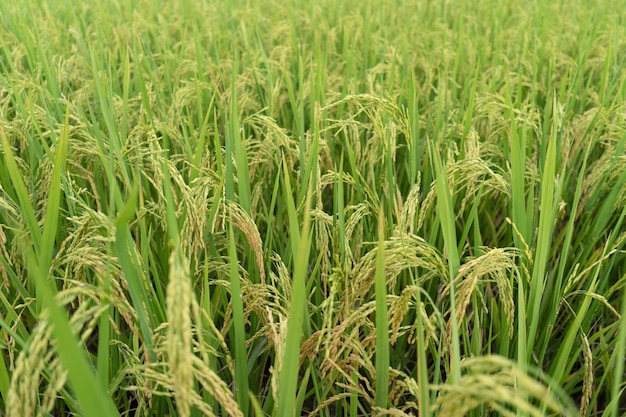 El arroz verde del campo de arroz en terrazas está creciendo en el fondo del campo