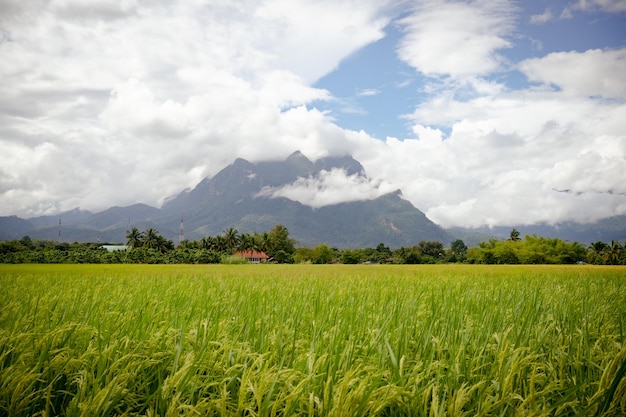 El arroz verde del campo de arroz en terrazas está creciendo en el fondo del campo