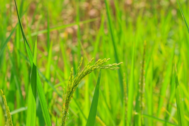 Arroz verde en el campo