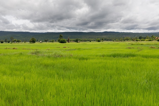 Arroz verde com um cenário de montanha que fica bem com ozônio limpo