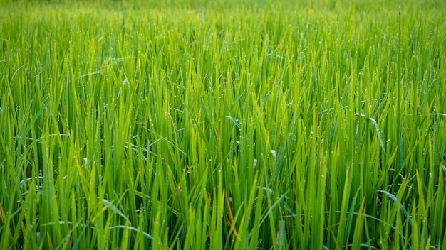 Arroz verde de manhã