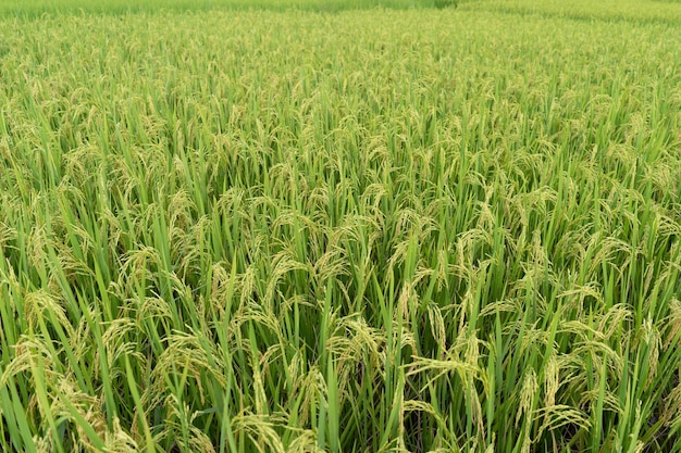 Arroz verde em terraços O arroz do campo está crescendo no fundo do campo