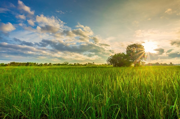 Arroz verde fild com campo de arroz do céu à noite e céu da manhã