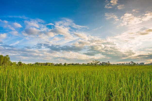Arroz verde fild com campo de arroz do céu à noite e céu da manhã