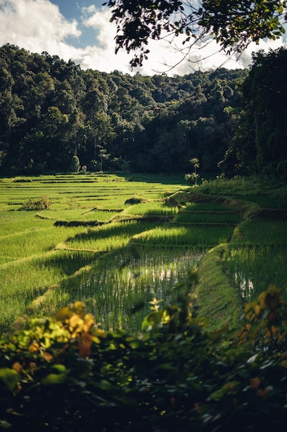 Arroz verde fild com luz da noite