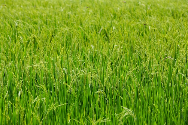 Arroz verde en el fondo de arroz de campo