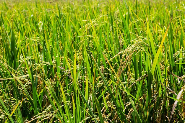 El arroz verde en el fondo de arroz de campo