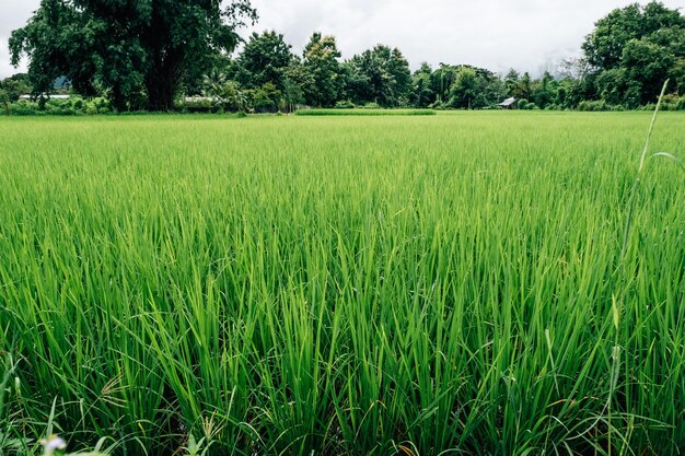 Arroz verde fresco jovem ainda não pronto para a colheita