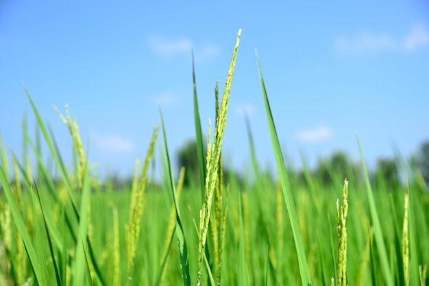 arroz verde na natureza em fundo verde da natureza