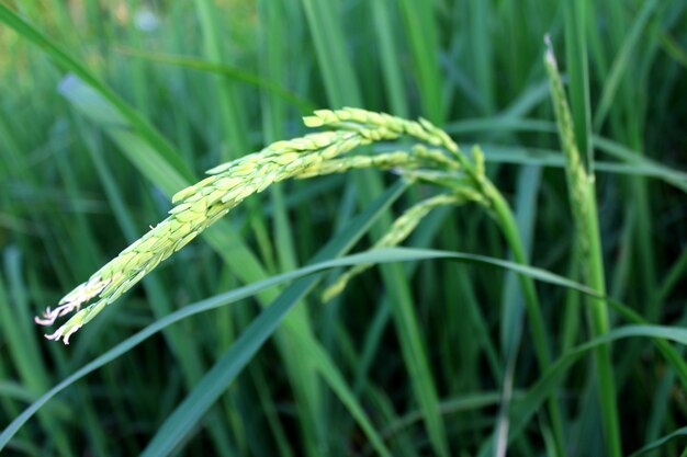 arroz verde