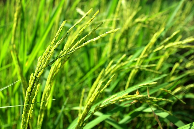 arroz verde