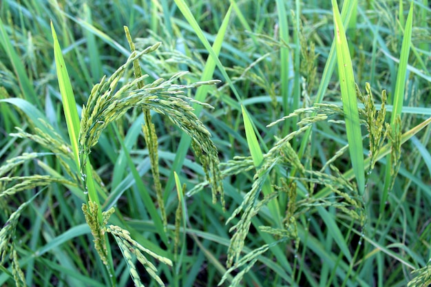 arroz verde