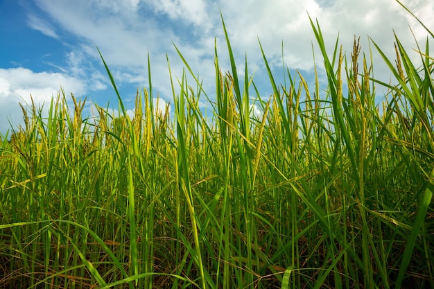 arroz verde