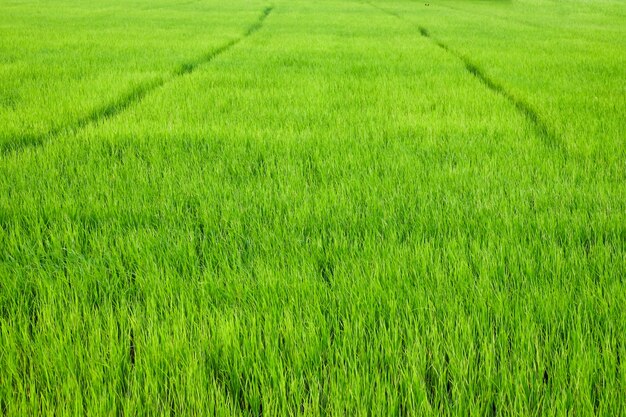 Arroz Verde