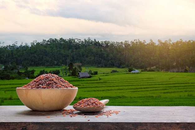 Arroz vermelho ou arroz não cozido com o campo de arroz em terraços