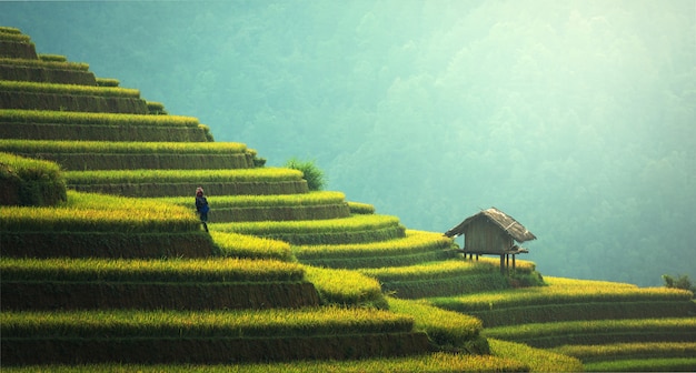 Arrozais em terraços de mu cang chai, yenbai, vietnam.