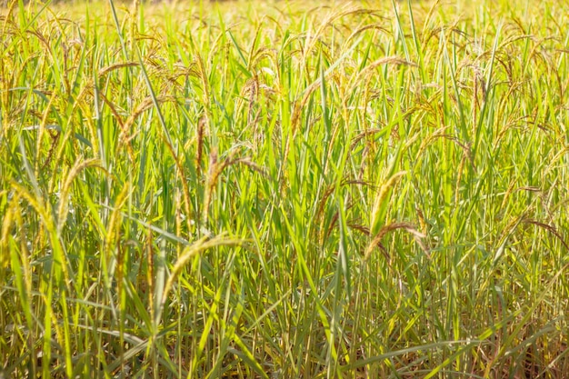 arrozais nos terraços de arroz da Tailândia