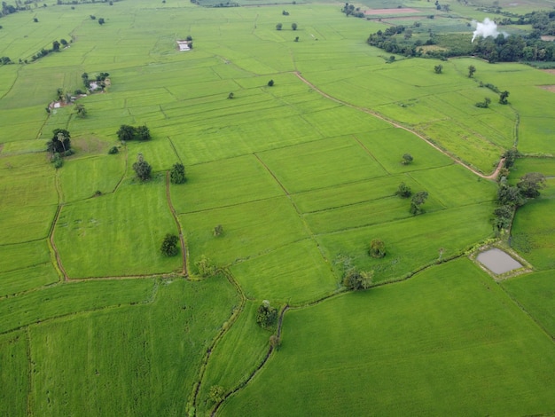 Arrozais verdes frescos, fotografias aéreas de drones