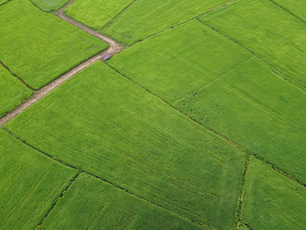 Arrozais verdes frescos, fotografias aéreas de drones