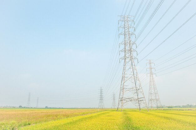 Arrozal de arroz y pilón eléctrico de alto voltaje,