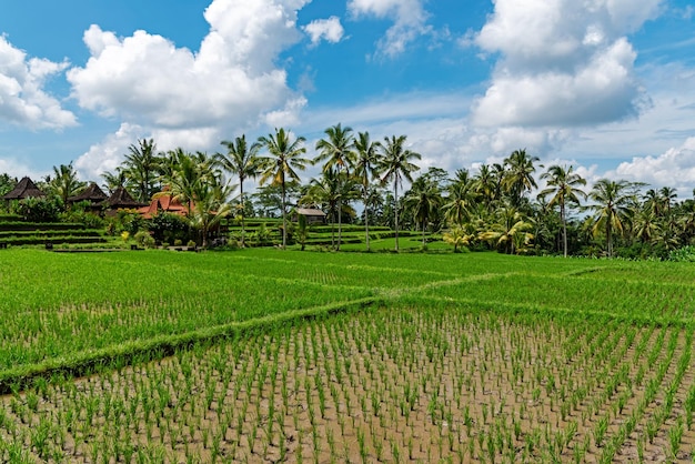 Arrozal em Ubud Bali Indonésia