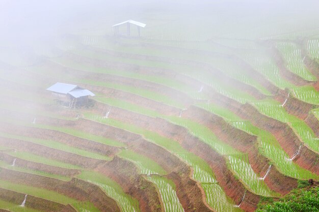 Arrozal terraço, tailandia