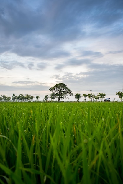 El arrozal verde en el campo de arroz y el árbol grande con nubes en el cielo