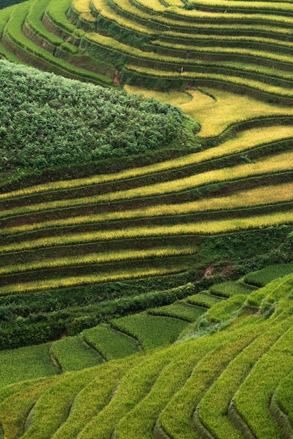 arrozales abstractos en terrazas de Mu Cang Chai Vietnam