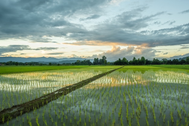 Los arrozales en el campo cuando el sol está a punto de ponerse.