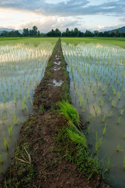 Los arrozales en el campo cuando el sol está a punto de ponerse.