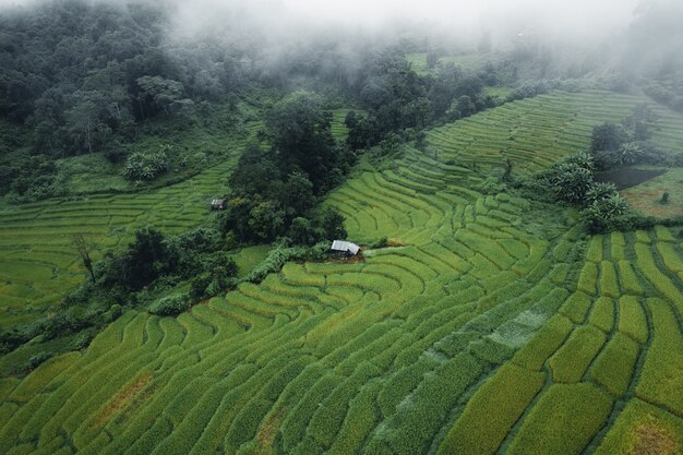 Arrozales y campos de arroz en días lluviosos y con niebla en Asia