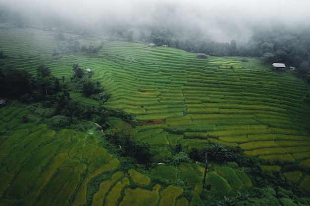 Arrozales y campos de arroz en días lluviosos y con niebla en Asia