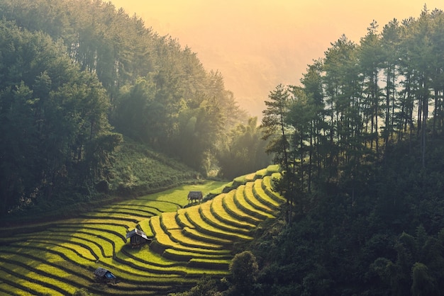 Arrozales preparan la cosecha en el noroeste de Vietnam