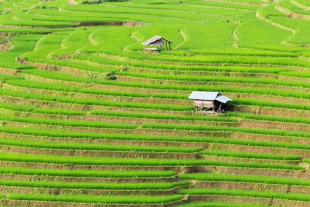 Arrozales verdes en las montañas.