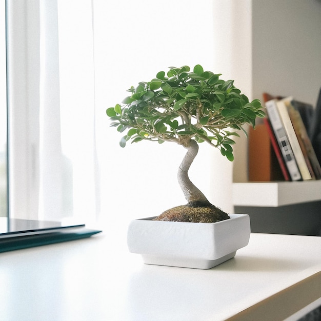 Art of Bonsai präsentiert einen Anfängerleitfaden mit einem atemberaubenden weißen Foto von Ficus Bonsai