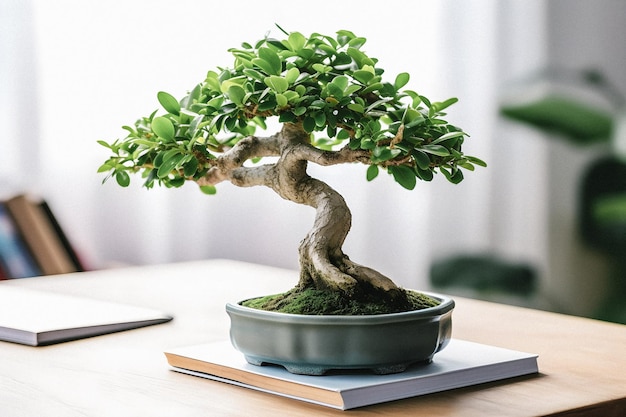 Art of Bonsai präsentiert einen Anfängerleitfaden mit einem atemberaubenden weißen Foto von Ficus Bonsai