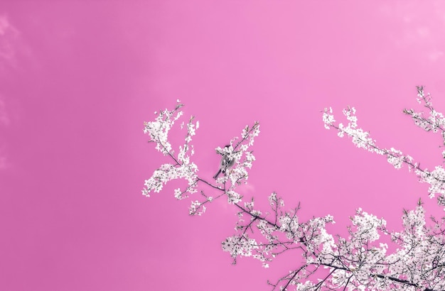 Arte abstracto floral sobre fondo rosa flores de cerezo vintage en flor como telón de fondo natural para el diseño de vacaciones de lujo