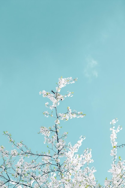 Arte abstracto floral sobre fondo turquesa flores de cerezo vintage como telón de fondo natural para el diseño de vacaciones de lujo